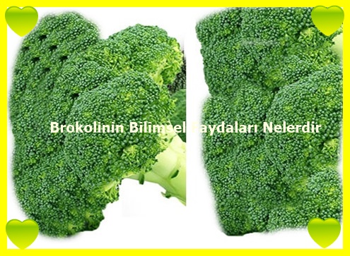 Brokolinin Bilimsel Faydalari Nelerdir
